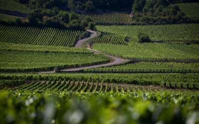 Bourgogne Gold Tour - Beaune