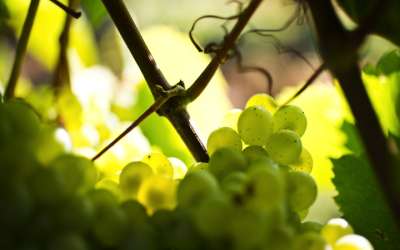 Bourgogne Gold Tour - Beaune