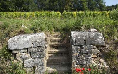 Domaine Ninot (Visite-dégustation - Rully et Mercurey, les secrets de nos terroirs)