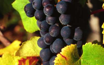 Domaine du Val Grévin