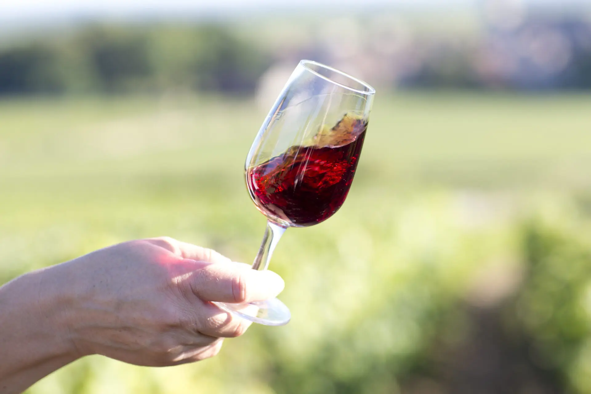 Cépage Bourgogne : César