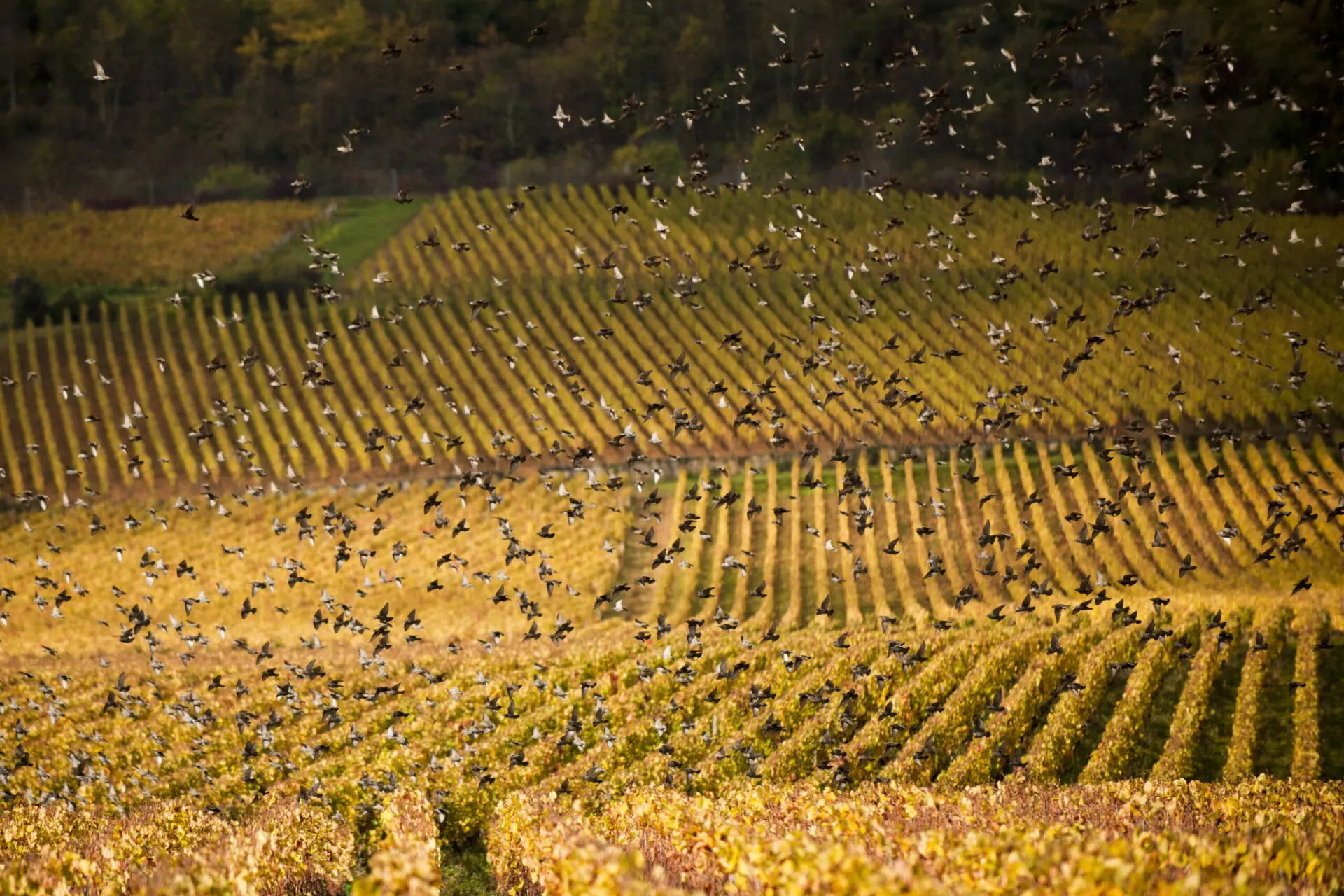 Vignes de Bourgogne