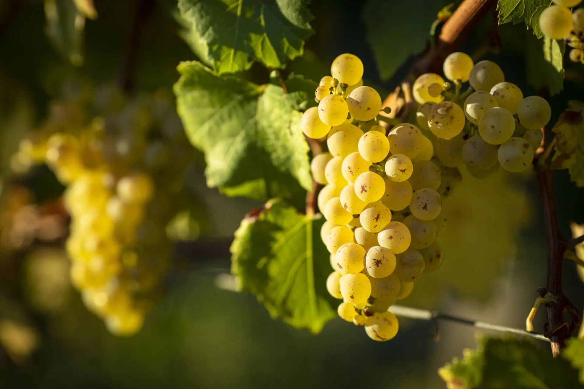 Cépage bourgogne : chardonnay