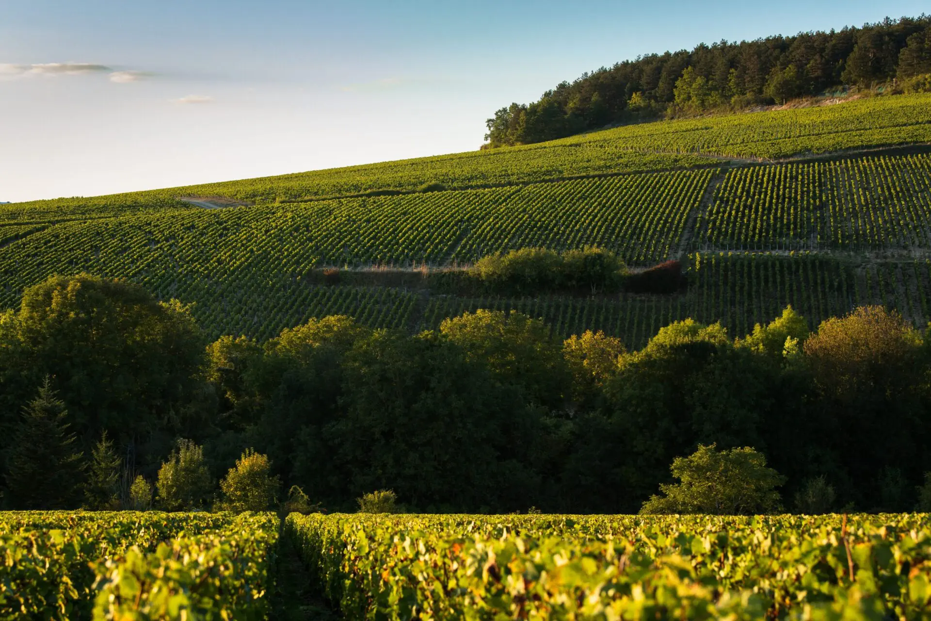 Les Climats de Bourgogne UNESCO à Chablis