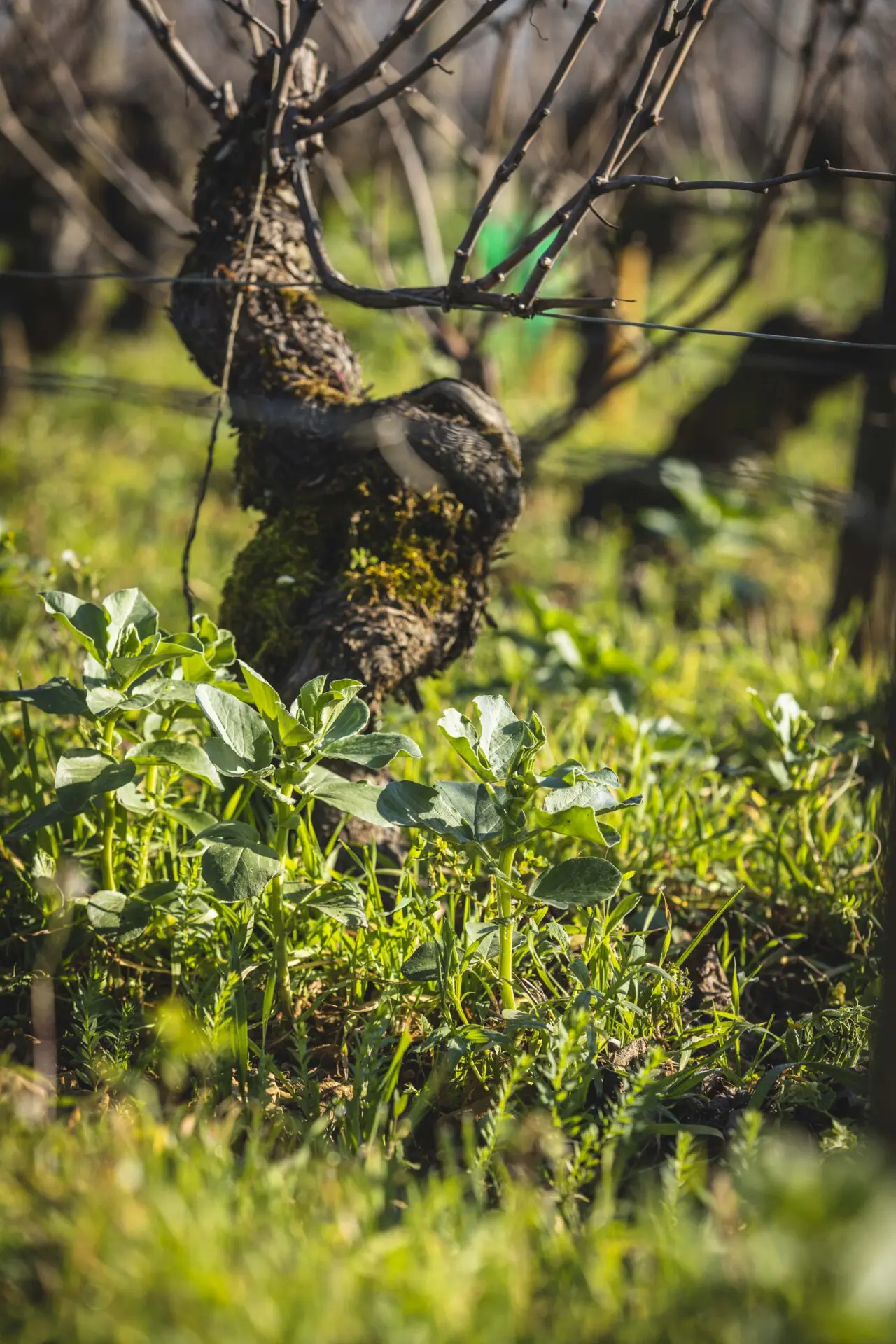 Pieds de vigne Bourgogne
