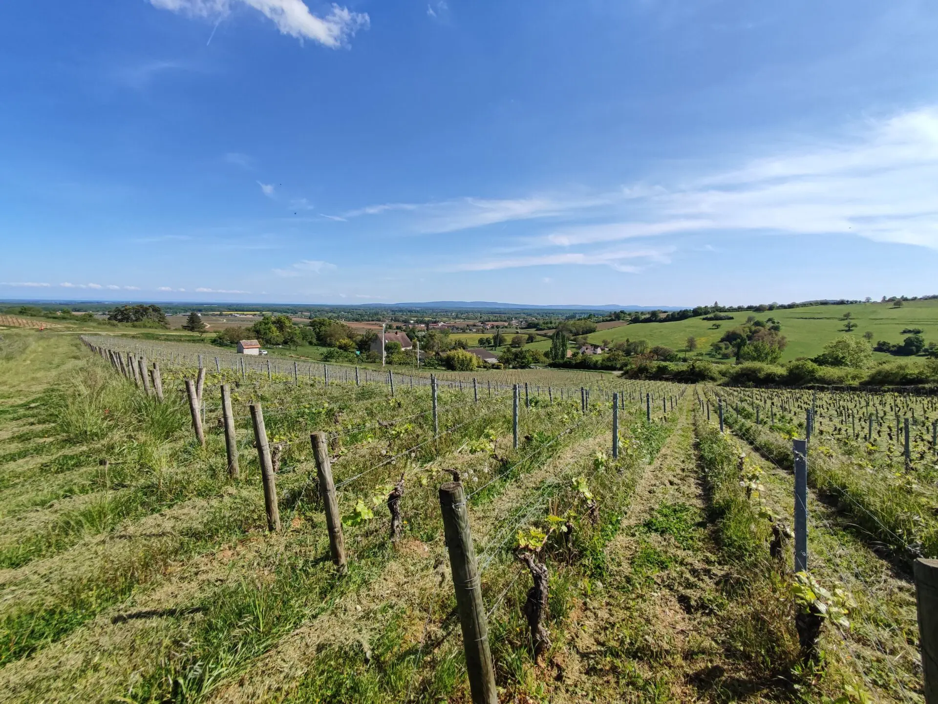 Aligoté Bourgogne
