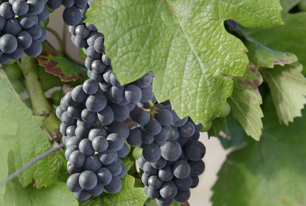 Cépage Bourgogne : Pinot noir