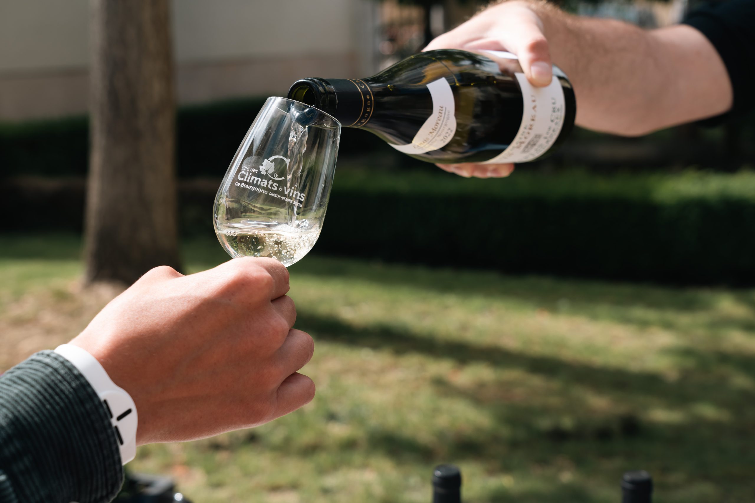 Cépage Bourgogne : Sacy
