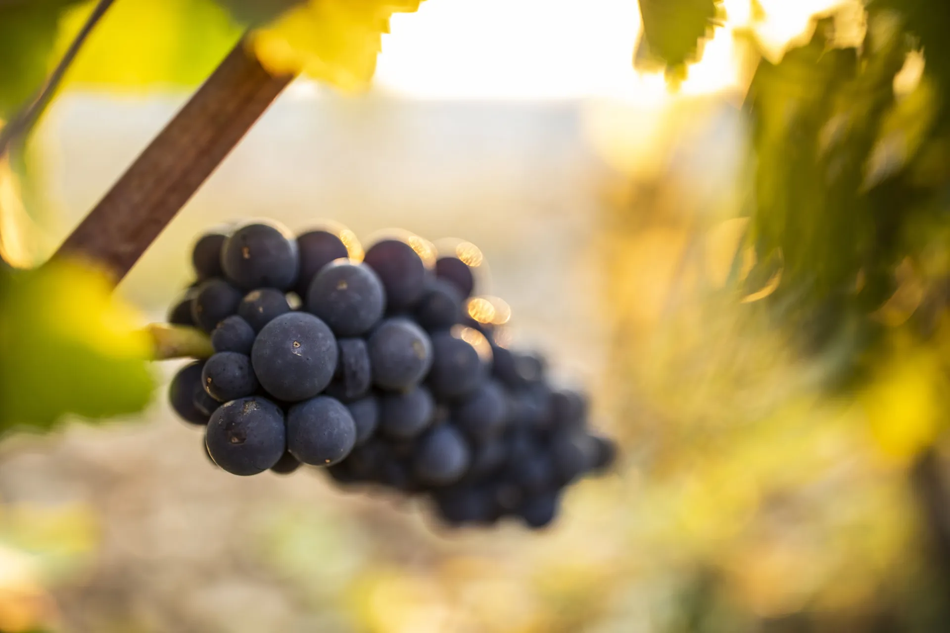 Saint Vincent Tournante 2026