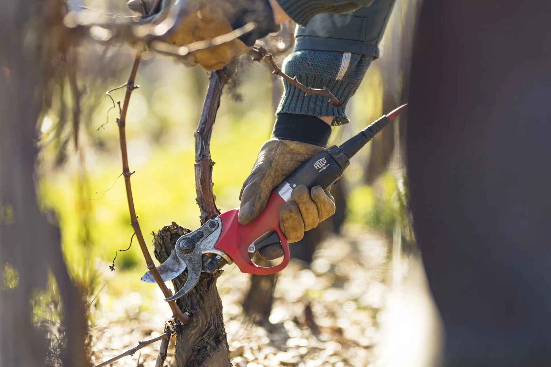 Taille de la vigne
