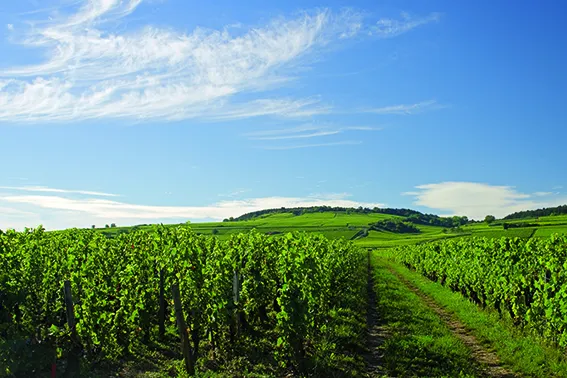 côte de beaune et hautes côtes de beaune