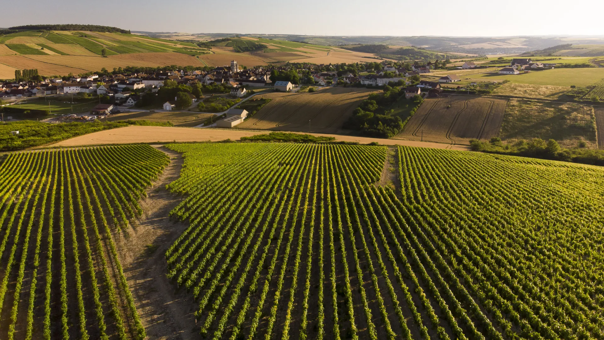 Vignoble de Bourgogne : Auxerrois