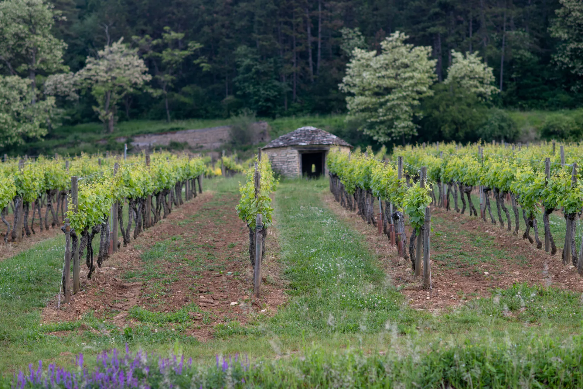 Vignoble de Bourgogne : Côtes de Nuits et Hautes Côtes de Nuits