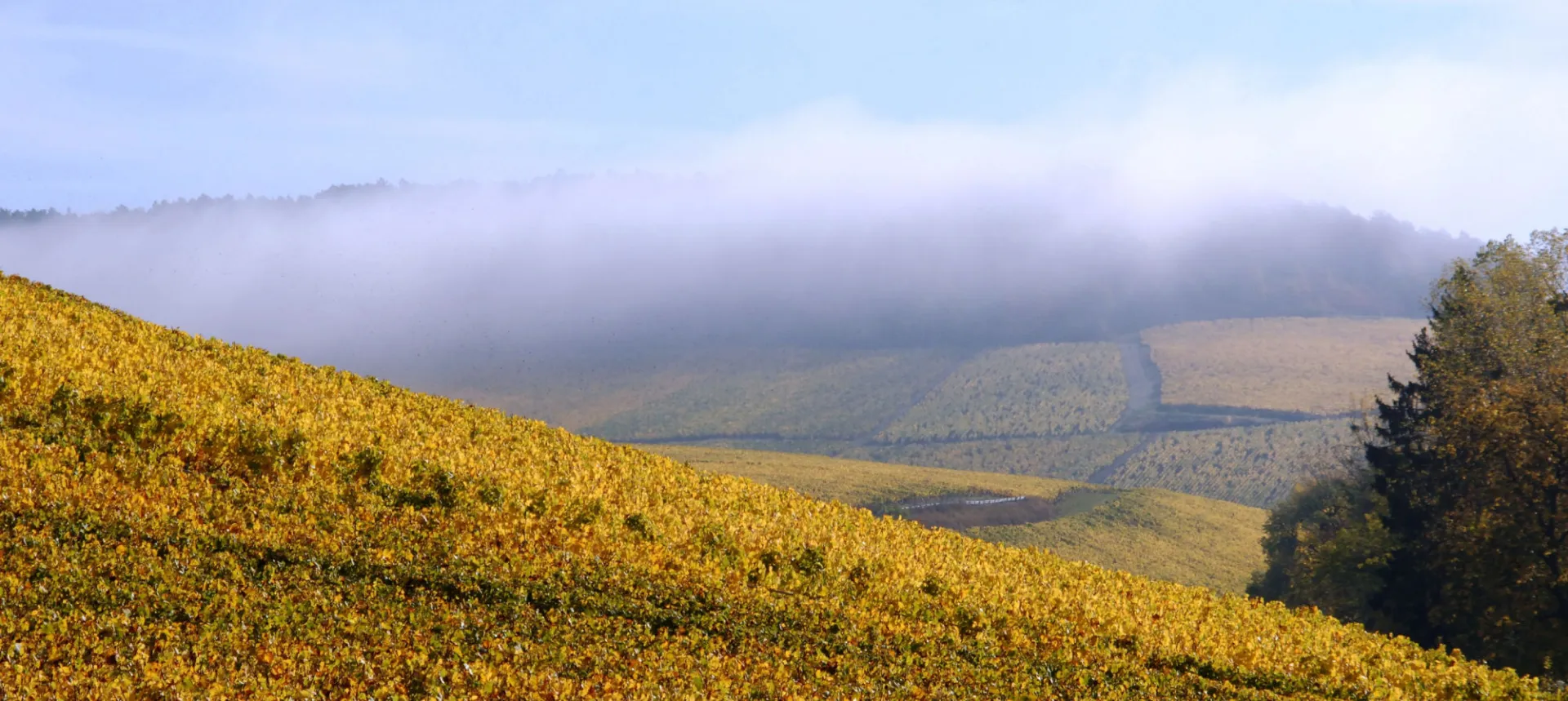 Vignoble de Bourgogne : Chablisien