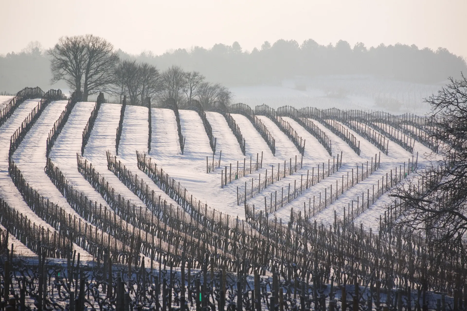 paysage enneigé du vignoble en hautes cotes de nuits