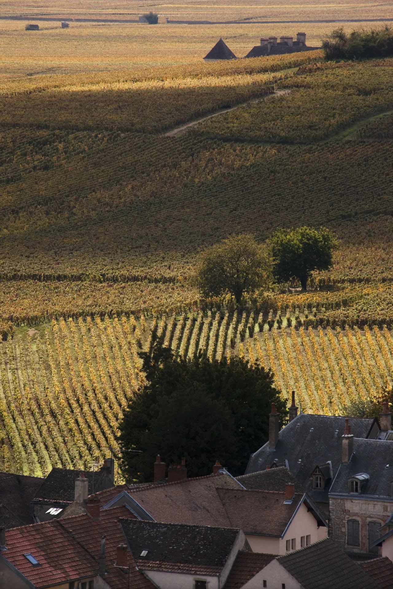 Vignoble de Musigny en Côtes de Nuits et Hautes Côtes de Nuits
